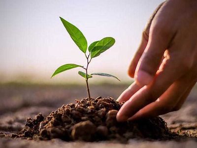 Plant-Seedlings-Definition-Methods-of-Seedling-and-Others